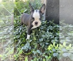 Small #1 Boston Terrier