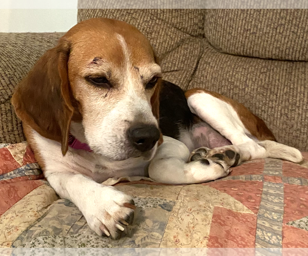 Medium Photo #2 Beagle Puppy For Sale in Dunnellon, FL, USA