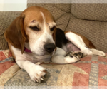 Small #1 Beagle