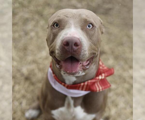 Medium Photo #1 American Staffordshire Terrier-Unknown Mix Puppy For Sale in San Antonio, TX, USA