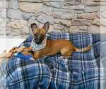 Small Photo #3 Chihuahua-Unknown Mix Puppy For Sale in Kennesaw, GA, USA