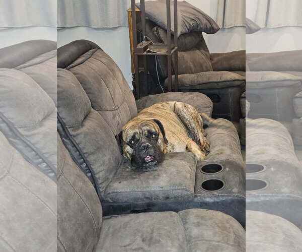 Medium Photo #4 Bullmastiff Puppy For Sale in Goodyear, AZ, USA