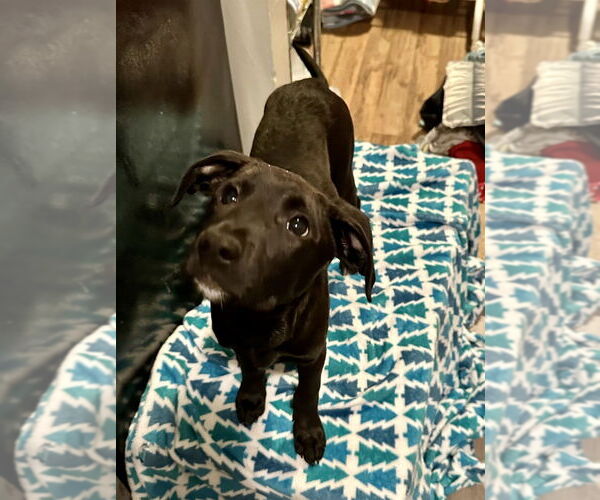 Medium Photo #2 Mutt Puppy For Sale in Boston, MA, USA