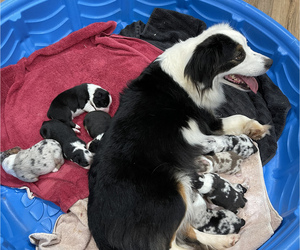 Mother of the Miniature American Shepherd puppies born on 03/02/2023