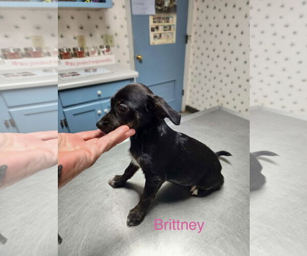 Medium Photo #2 Jack Chi Puppy For Sale in Stephens City, VA, USA