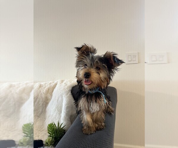 Medium Photo #1 Yorkshire Terrier Puppy For Sale in BATTLE GROUND, WA, USA
