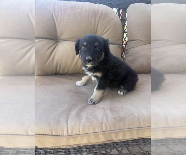 Medium Photo #6 Australian Shepherd Puppy For Sale in WILLIAMS, AZ, USA