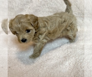 Maltipoo Puppy for Sale in WEST PALM BEACH, Florida USA