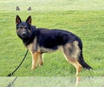 Small #5 German Shepherd Dog