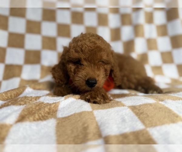Medium Photo #6 Goldendoodle (Miniature) Puppy For Sale in LAKELAND, FL, USA