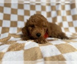 Small #5 Goldendoodle (Miniature)