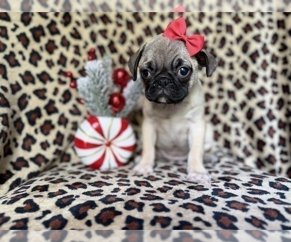 Medium Photo #4 Pug Puppy For Sale in LAKELAND, FL, USA