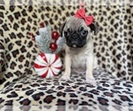 Small #3 Pug