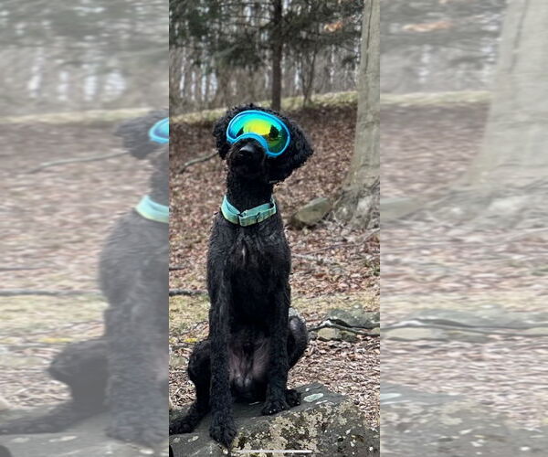 Medium Photo #2 Labrador Retriever-Unknown Mix Puppy For Sale in COLUMBIA, MD, USA