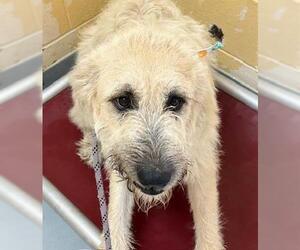 Irish Wolfhound-Poodle (Standard) Mix Dogs for adoption in Tulsa, OK, USA