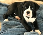 Small Photo #6 Boxer Puppy For Sale in LACEY, WA, USA