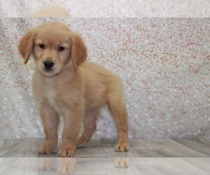 Golden Retriever Puppy for sale in MARIETTA, GA, USA