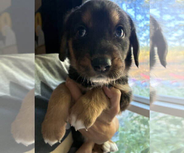 Medium Photo #2 Coonhound-Unknown Mix Puppy For Sale in Holly Springs, NC, USA