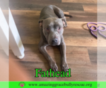 Small #17 American Pit Bull Terrier Mix