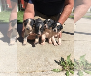 Australian Cattle Dog-Border Collie Mix Puppy for sale in BLACK RIVER FALLS, WI, USA