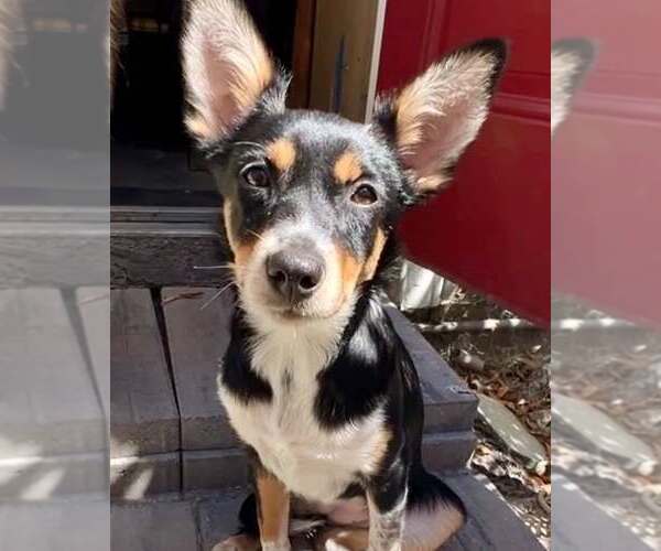 Medium Photo #2 Mutt Puppy For Sale in Modesto, CA, USA