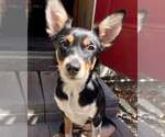 Small #1 Mutt