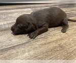 Small #3 --Border Collie Mix
