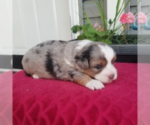 Aussiedoodle Miniature  Puppy for sale in SULLIVAN, IL, USA