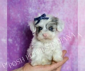 Medium Maltipoo (Miniature)