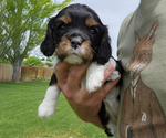 Puppy 5 Cavalier King Charles Spaniel