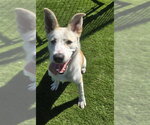 Small #1 German Shepherd Dog Mix