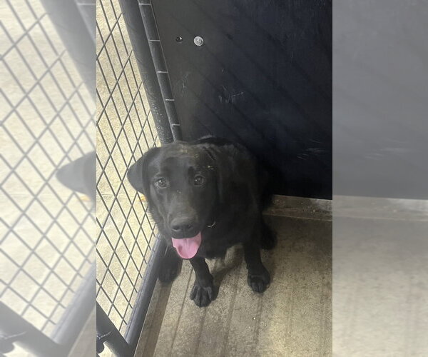 Medium Photo #1 Labrador Retriever Puppy For Sale in Osgood, IN, USA