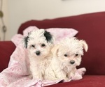 Small Photo #7 Mal-Shi Puppy For Sale in FARMINGTON, MN, USA