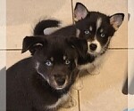 Puppy 2 Pomsky