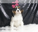 Small #1 Cavalier King Charles Spaniel