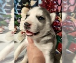 Small Photo #16 Siberian Husky Puppy For Sale in DANBY, VT, USA