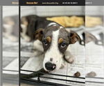 Small Catahoula Leopard Dog Mix