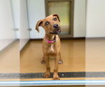 Small #7 German Pinscher Mix