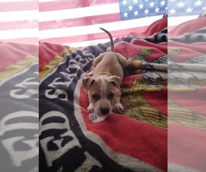 American Bully Puppy for sale in DEFUNIAK SPRINGS, FL, USA