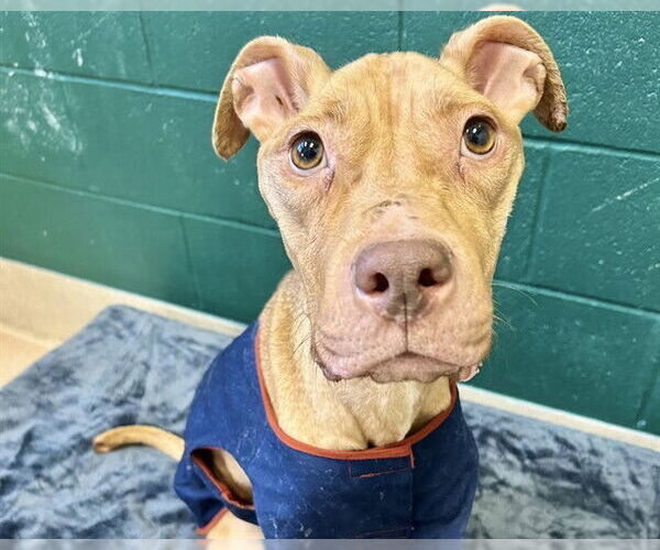 Medium Photo #1 American Staffordshire Terrier-Unknown Mix Puppy For Sale in Raleigh, NC, USA