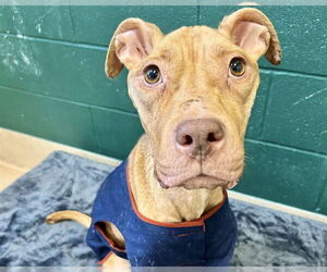 American Staffordshire Terrier-Unknown Mix Dogs for adoption in Raleigh, NC, USA