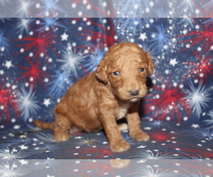 Goldendoodle (Miniature) Puppy for sale in BEDFORD, IN, USA