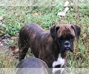 Mother of the Boxer puppies born on 09/27/2021