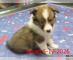 Small #1 Shetland Sheepdog