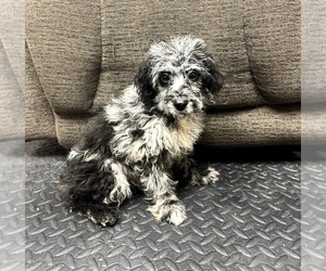 Aussiedoodle Puppy for Sale in INDIANAPOLIS, Indiana USA