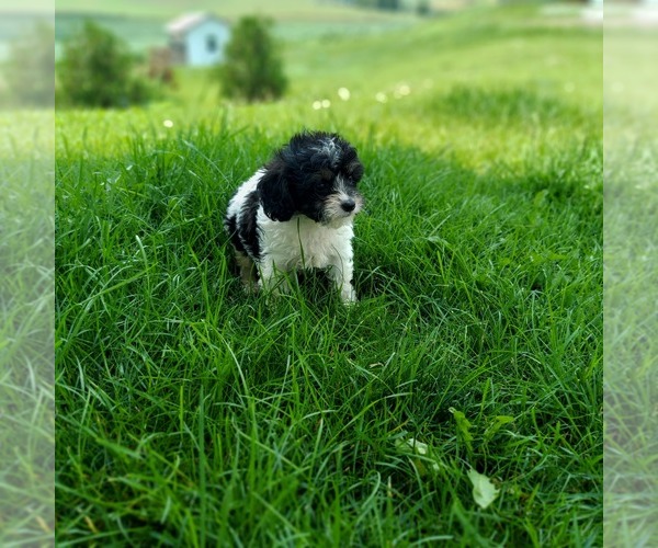 Medium Photo #3 Cavapoo Puppy For Sale in FRYTOWN, IA, USA