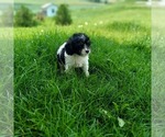 Small Photo #3 Cavapoo Puppy For Sale in FRYTOWN, IA, USA