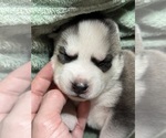 Puppy THOR Siberian Husky