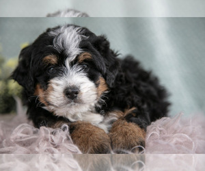 Medium Bernedoodle (Miniature)