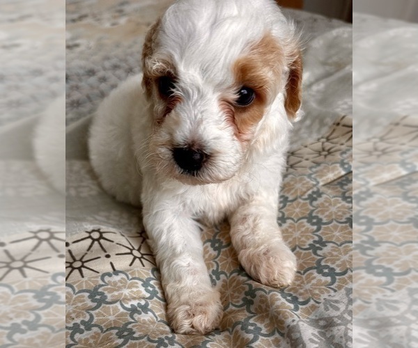 Medium Photo #29 Goldendoodle (Miniature) Puppy For Sale in PENSACOLA, FL, USA